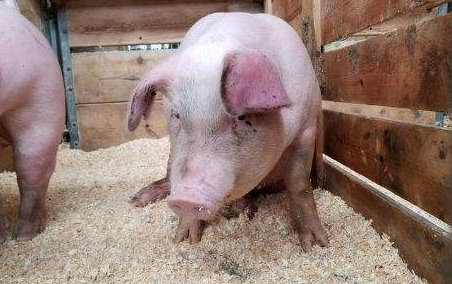 9月21日全国生猪价格土杂猪报价表，上海猪价与昨日猪价持平