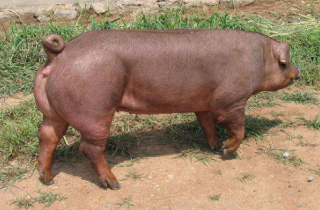 9月22日全国各地区种猪价格报价表，河北省种猪均价在3000元/头