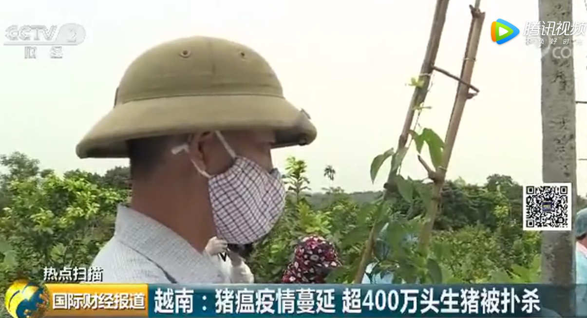 防疫水平低！非洲猪瘟席卷越南全境，超400万头生猪被扑杀