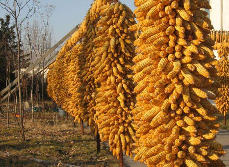 9月23日全国玉米价格行情表，贵州玉米价格比黑龙江高出835/吨