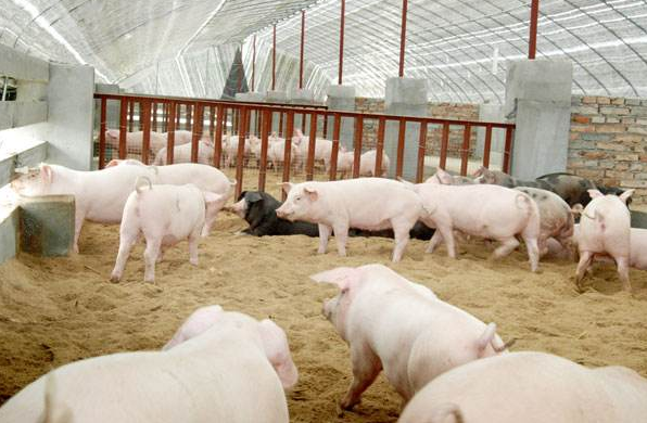 9月23日全国生猪价格外三元报价表，预测年前生猪价格行情趋势不变