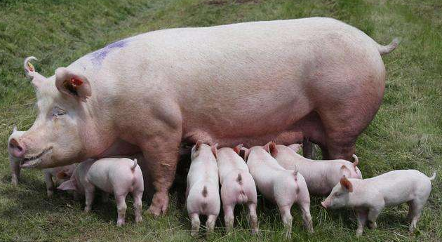 9月24日全国各地区种猪价格报价表，母猪价格呈现持续上涨趋势