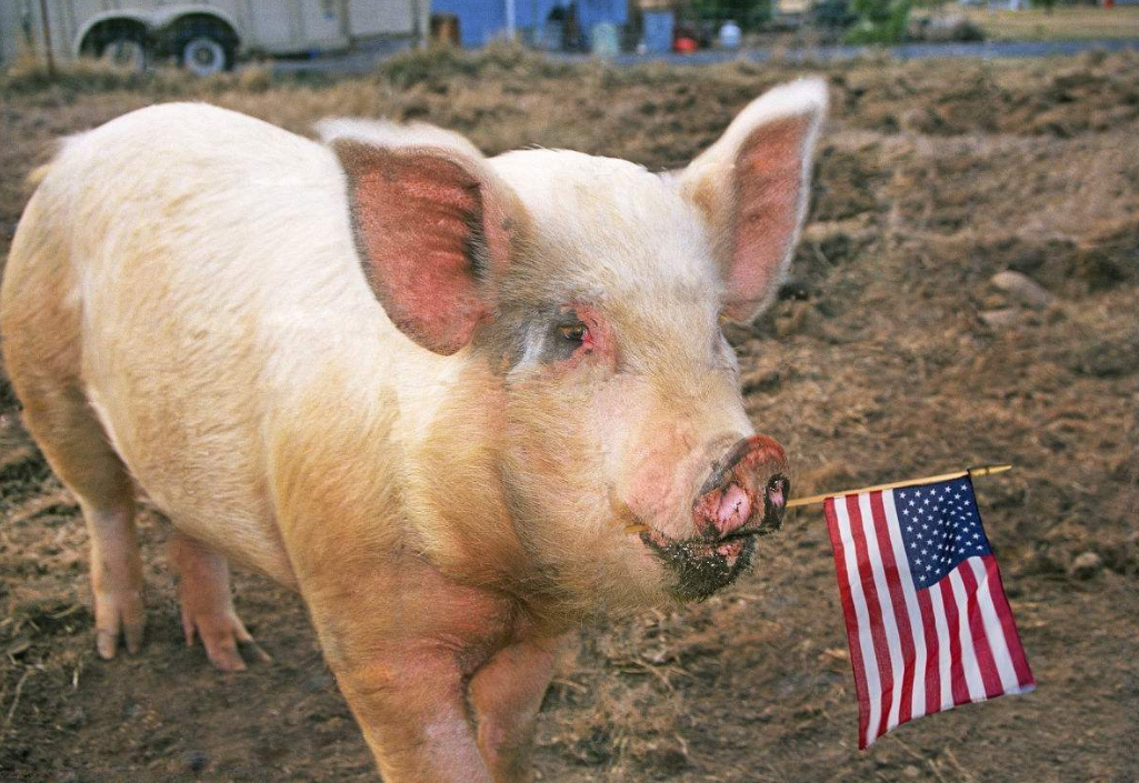 中企与美国成交相当规模的大豆和猪肉，关税威胁压抑着消费者