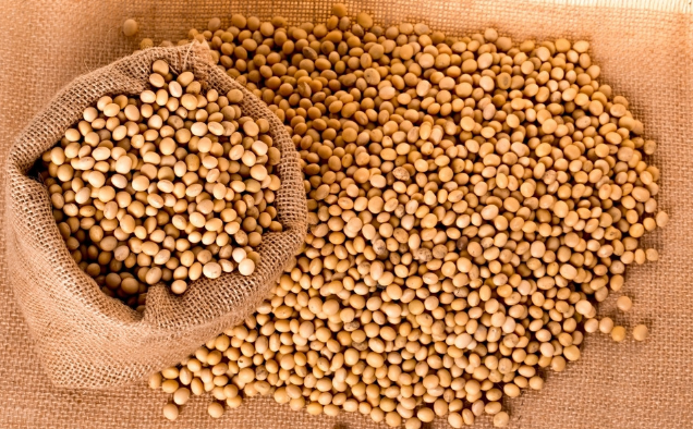 9月26日全国豆粕价格行情表，多省市地区今日豆粕价格止跌