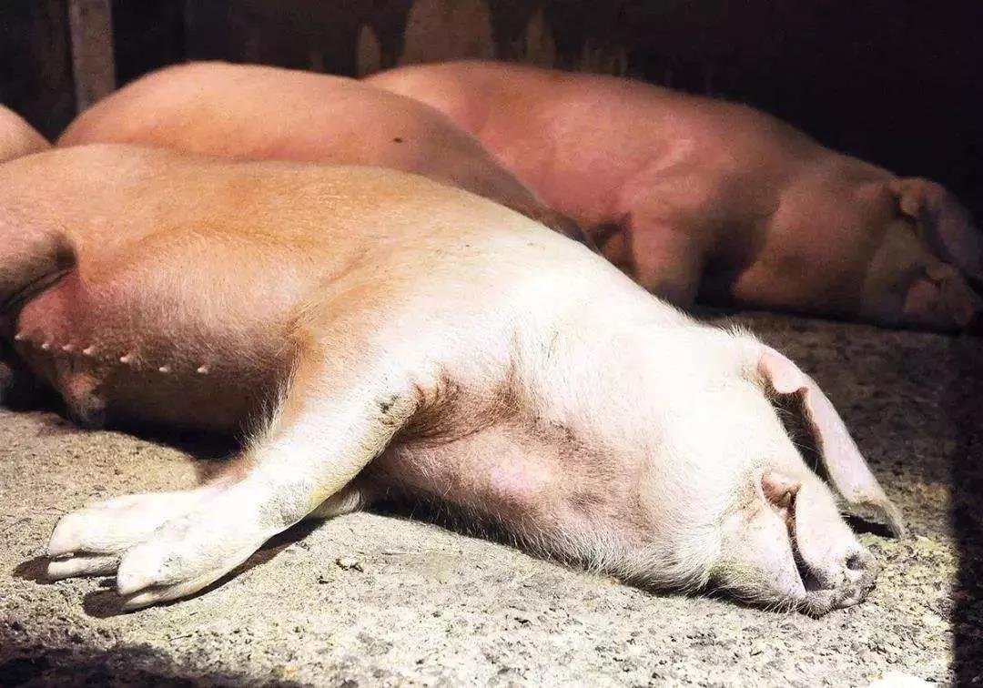韩国非洲猪瘟疫情增至5例，韩政府发布48小时“禁行令”！