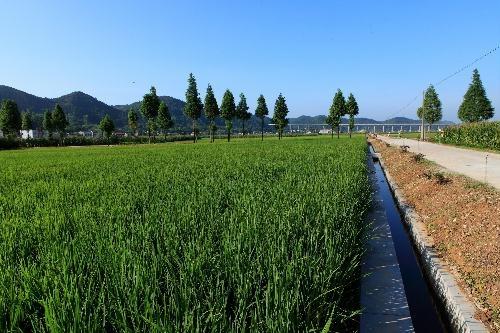 湖南养猪分配：长沙340万、永州590万、衡阳520万、邵阳510万、郴州490万......