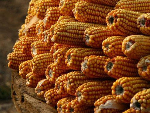 9月27日全国玉米价格行情表，贵州玉米价格日暴跌560元/吨