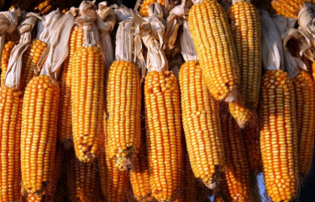 9月28日全国玉米价格行情表，市场上的猪较多，玉米饲料需求会明显增加