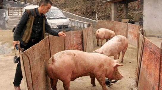 国庆节前广东屠宰收猪价格涨势放缓，惠州收购价格破17元/斤