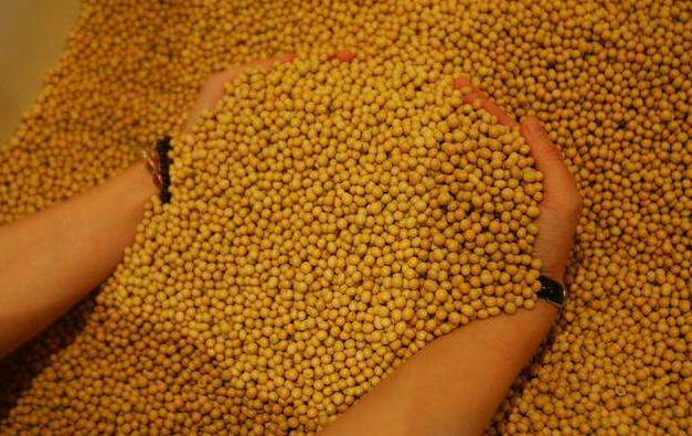 9月30日全国豆粕价格行情表，贵州豆粕价格逆势增长