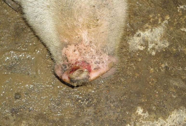 猪口蹄疫症状图片母猪图片