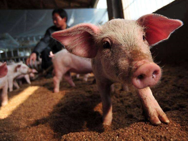 2019年4季度中国猪业的“十个新高” 养猪业迎来改变