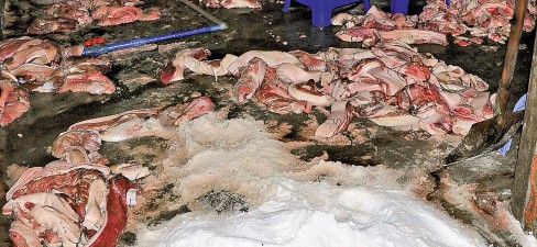 越南平阳省：查获近20吨不合格猪肉