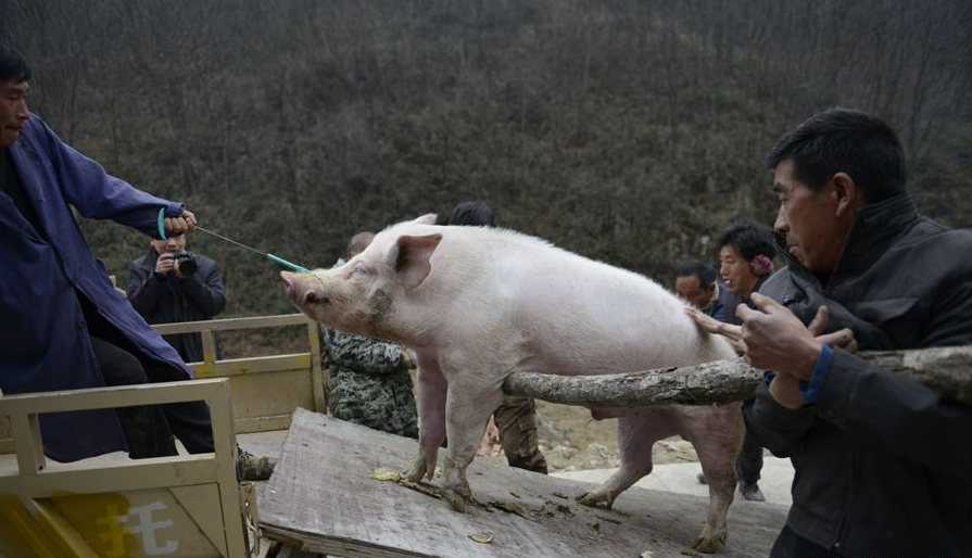 三明预计2019年出栏172万头生猪 保障市场猪肉有效供给