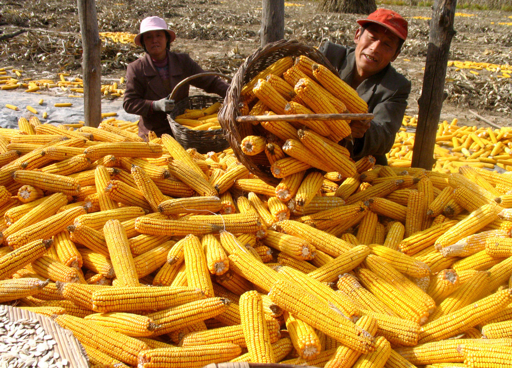 10月1日全国玉米价格行情表，玉米临储降温，需求略显疲软！