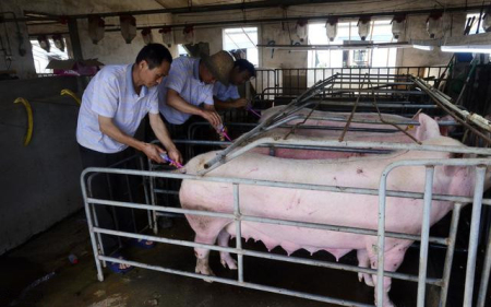人工授精注意这几点，母猪产仔数可以突破13头
