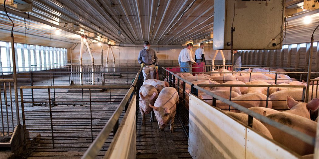 福建省稳定生猪生产促进转型升级三年行动计划
