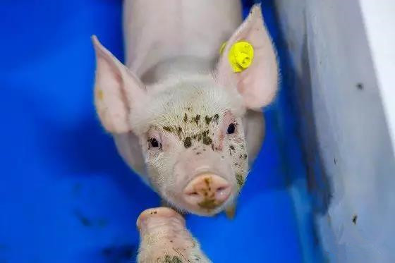 仔猪的猪瘟感染持续性取决于年龄