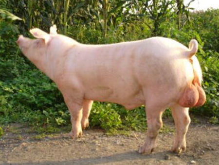 看过来！不止母猪，公猪精液质量的优劣也关系到猪场的根本