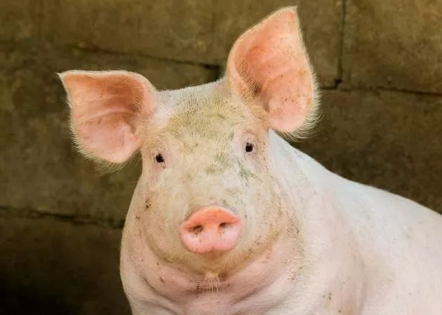 十月猪价上涨超预期原因：养大猪留种等因素短期影响！