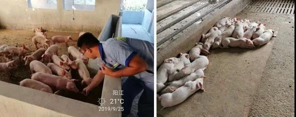 　双胞胎集团专业复养团队在行动