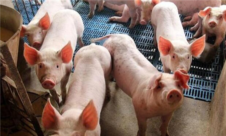 近年来猪发生咳喘疾病的新特点