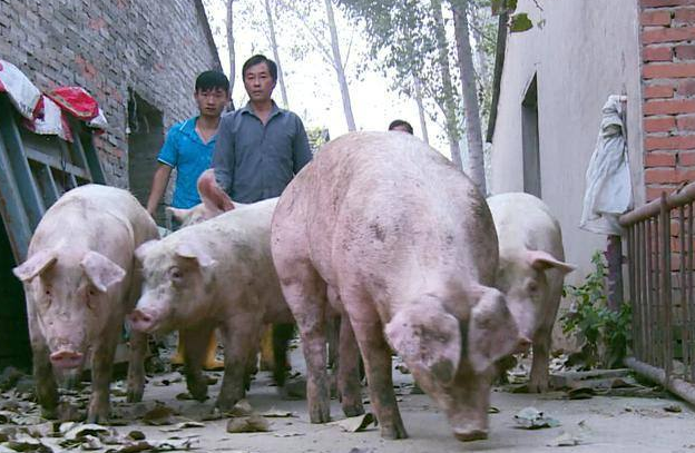 浙江出台生猪产业高质量发展三年行动方案 提出五大增量措施