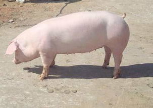 10月12日全国各地区种猪价格报价表，湖北安陆二元母猪价格再创新高