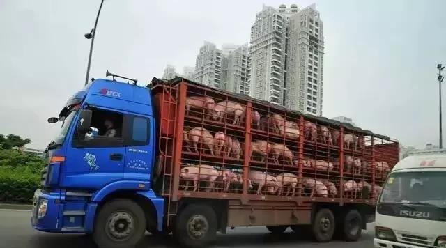 调运新规，11月30日开始试点禁止非中南区的肉猪调入！