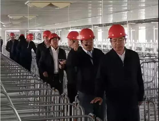 天镇伟嘉金猪工程60万头产业扶贫项目