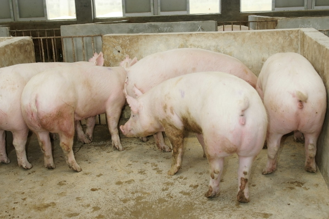 10月14日全国各地区种猪价格报价表，河北滦县种猪价格涨至头均3500元