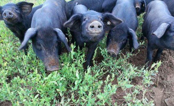 农家原生态养猪法 三种方法养出来的猪味美价高