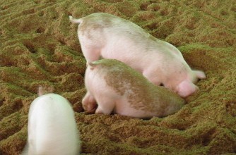 发酵床养猪技术全面推广 宜昌鸦鹊岭35万头生猪粪污实现零排放