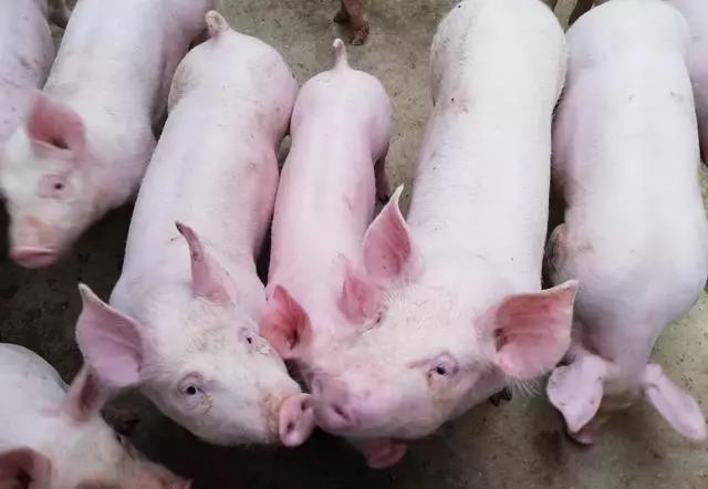 200多头100斤的猪发烧、流鼻涕，这是什么病，怎么治疗效果好呢？