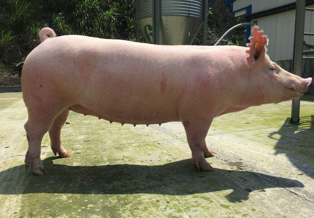 10月15日全国各地区种猪价格报价表，山东青州大白母猪报价最高3900元/头
