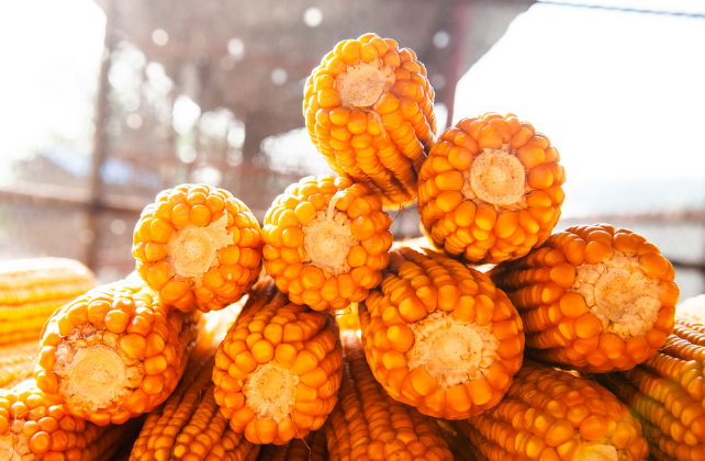 10月15日全国玉米价格行情表，江西玉米价格报价最高