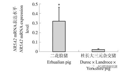 　二花脸猪与杜长大三元杂交猪卵巢组织中NR5A2 mRNA表达水平 