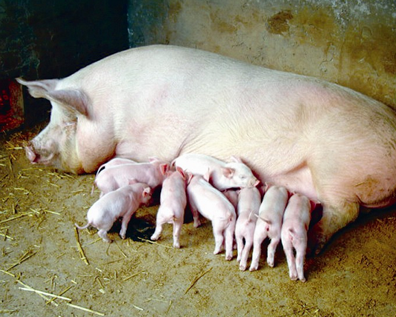 三元母猪产仔少可以用什么指标培育改良？