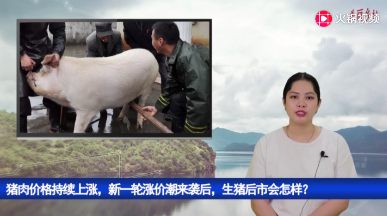 猪肉价格持续上涨，新一轮涨价潮来袭后，生猪后市会怎样？ 