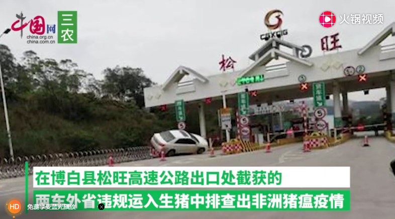 广西博白县在截获的外省违规运入生猪中排查出非洲猪瘟疫情