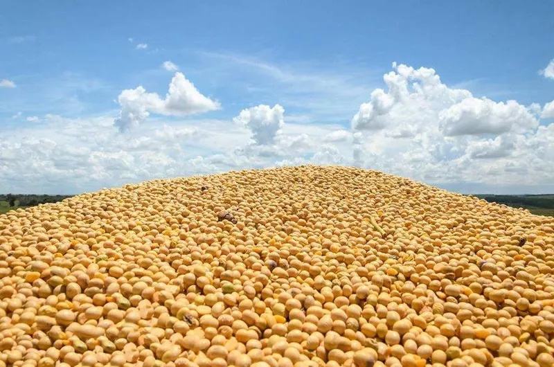10月17日全国豆粕价格行情表，局地豆粕价格难得出现小回温