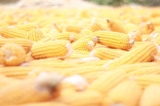 10月17日全国玉米价格行情表，湖南玉米报价2150元每吨
