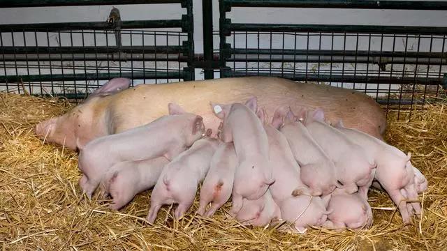 继养猪“军令状”后，局地养猪补贴已到位，养猪人可放心开干了？