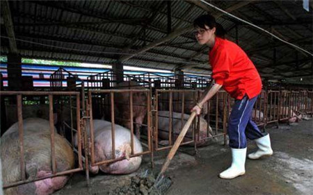 国家鼓励养猪