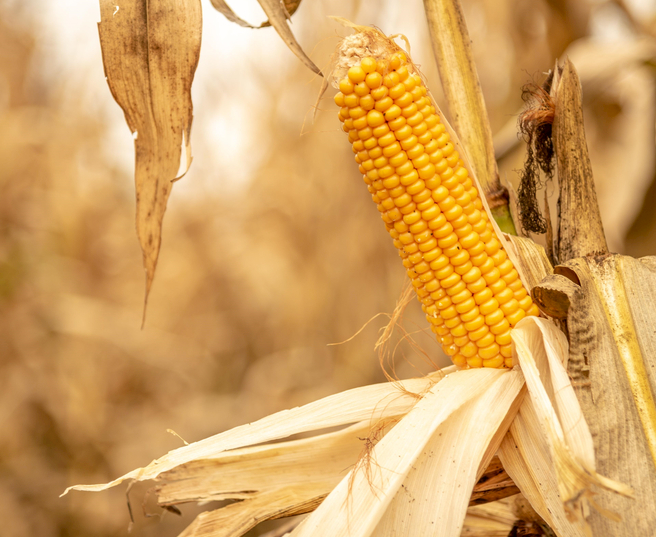 10月18日全国玉米价格行情表，江西玉米价格日跌109元每吨