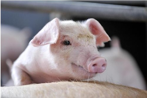 10月18日全国生猪价格，生猪产能止降回升，猪价能稳住吗？