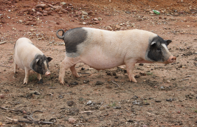 10月22日全国生猪价格，多地破40元/公斤，进口肉平抑猪价可靠吗？