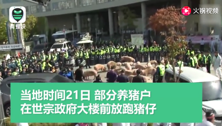 为抗议防疫政策，韩国养猪户在政府大楼前放跑猪仔