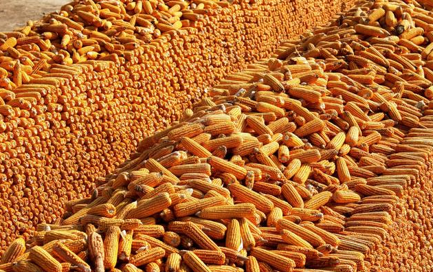 辽宁玉米上市缓慢 未来玉米价格或回落