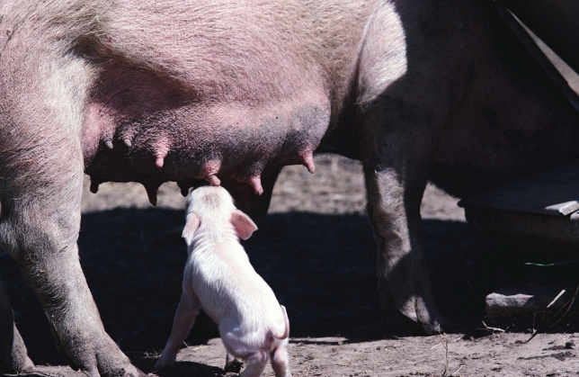 10月23日全国各地区种猪价格报价表，河北滦县种猪价格全线涨至3800元一头